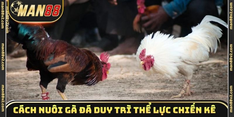 Cách nuôi gà đá duy trì thể lực chiến kê