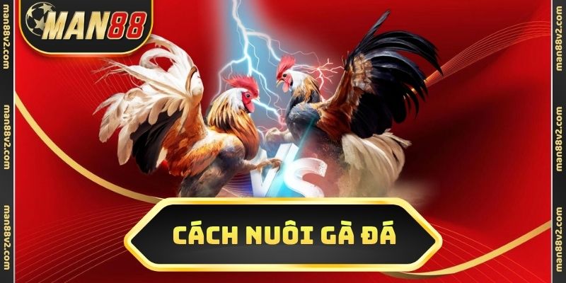 Cách nuôi gà đá