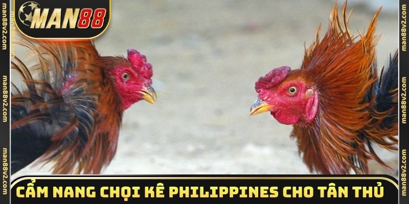 Cẩm nang xem chọi kê Philippines dành cho tân thủ
