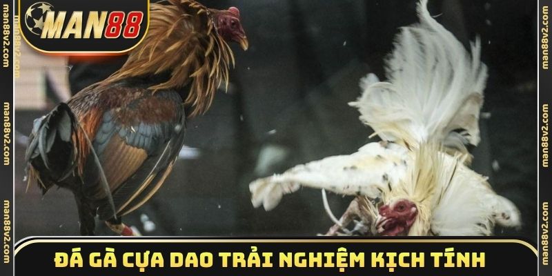 Đá gà cựa dao trải nghiệm kịch tính từng giây