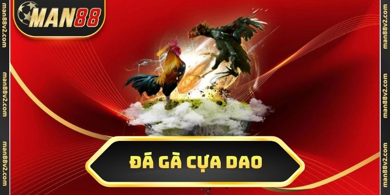 Đá gà cựa dao