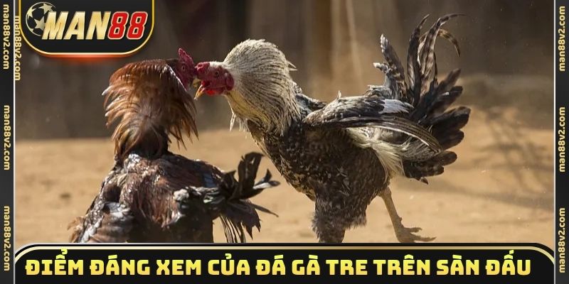 Điểm đáng xem của đá gà tre trên sàn đấu