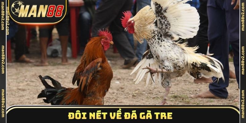 Đôi nét về đá gà tre