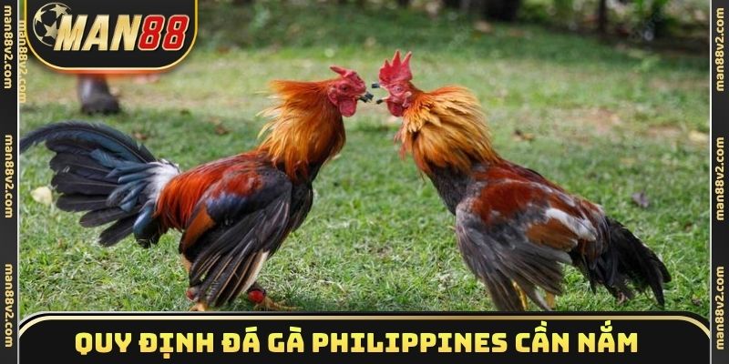Quy định đá gà Philippines cần nắm trước giờ đấu