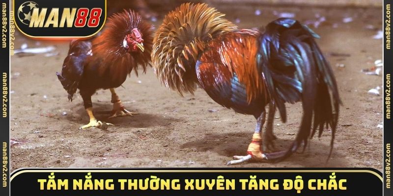 Tắm nắng thường xuyên tăng độ chắc chiến kê
